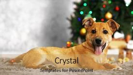 Presentation with dog christmas - Beautiful slide set featuring small cute funny dog laying at carpet on christmas tree background backdrop and a yellow colored foreground
