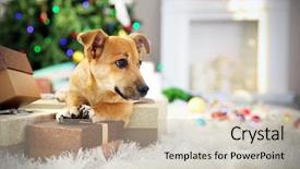  Presentation with boxes light - Amazing slide set having small cute funny dog with boxes and christmas tree on light background backdrop and a soft green colored foreground
