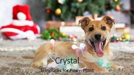  Presentation with dog christmas - Amazing presentation theme having small cute funny dog with garland on christmas background backdrop and a coral colored foreground