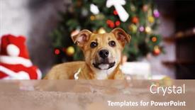  Presentation with dog christmas - Theme having small cute funny dog with garland on christmas background background and a coral colored foreground