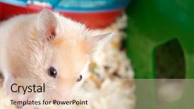  Presentation with cage - Presentation theme with small cute hamster in a cage background and a lemonade colored foreground