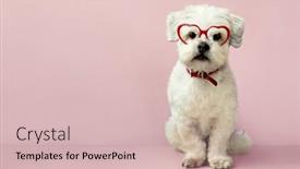  Presentation with valentines - PPT theme enhanced with small-cute-white-dog-wearing background and a lemonade colored foreground