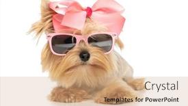  Presentation with dog - Presentation theme enhanced with small-cute-yorkshire-terrier-dog background and a coral colored foreground