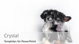  Presentation with magic wand dog - Audience pleasing presentation theme consisting of small-darling-dog-on-background backdrop and a white colored foreground