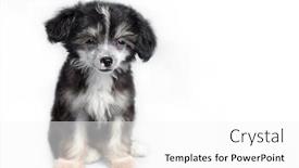  Presentation with dog - PPT theme enhanced with small-darling-dog-on-background background and a white colored foreground