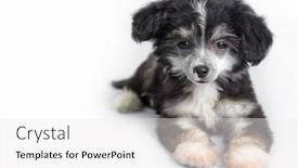  Presentation with dog and cat - Theme consisting of small-darling-dog-on-background background and a white colored foreground