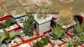  Presentation with container pots - Presentation theme having small-decorative-cactuses-in-pots background and a  colored foreground