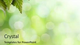  Presentation with focus - Theme having small details - natural green background with selective background and a mint green colored foreground