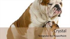  Presentation with english bulldog - Colorful slide deck enhanced with small dog - english bulldog backdrop and a coral colored foreground