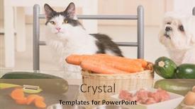  Presentation with food preparation - Slide deck featuring small-dog-and-cat-observe background and a coral colored foreground