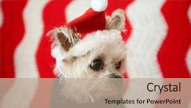  Presentation with cute christmas pug puppy dog - Slides with small dog christmas a morkie background and a mint green colored foreground