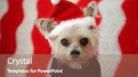  Presentation with cute christmas pug puppy dog - Colorful theme enhanced with small dog christmas a morkie backdrop and a coral colored foreground