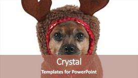  Presentation with dog adolescents - Presentation theme consisting of christmas rudolph - small dog dressed up background and a red colored foreground