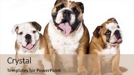  Presentation with english bulldog - Slide set consisting of small dog english bulldog background and a coral colored foreground