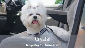  Presentation with car seat - Presentation design with small-dog-maltese-sitting-safe background and a gray colored foreground