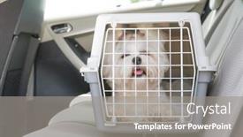  Presentation with car seat - Colorful presentation theme enhanced with small-dog-maltese-sitting-safe backdrop and a gray colored foreground