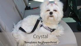  Presentation with seat belt in car safety - Slide set having small-dog-maltese-sitting-safe background and a light gray colored foreground