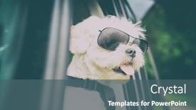  Presentation with dog - PPT theme having small-dog-maltese background and a ocean colored foreground