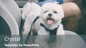  Presentation with car - Amazing slide deck having small-dog-maltese backdrop and a dark gray colored foreground