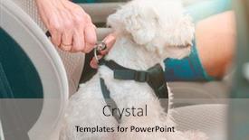  Presentation with dog - PPT layouts having small-dog-maltese background and a soft green colored foreground