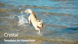  Presentation with sardines school in blue sea - Colorful PPT layouts enhanced with small dog play in blue backdrop and a gray colored foreground
