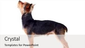  Presentation with cute - Slide deck consisting of small dog with cutted hair background and a light gray colored foreground