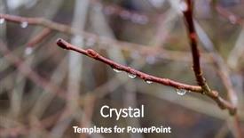  Presentation with hang - Cool new slide set with small droplets hang on a branch after a morning rain backdrop and a dark gray colored foreground