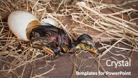  Presentation with egg - Presentation design enhanced with small duckling just newly hatched background and a violet colored foreground