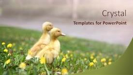  Presentation with grass texture on green - Presentation theme having small-ducklings-outdoor-on-green background and a lemonade colored foreground