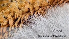  Presentation with bird eye view - PPT layouts with small-feathers-around-eye background and a light gray colored foreground