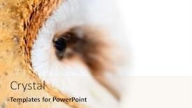  Presentation with barn - PPT theme featuring small-feathers-around-eye background and a lemonade colored foreground