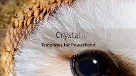  Presentation with bird - Presentation theme consisting of small-feathers-around-eye background and a coral colored foreground