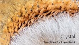  Presentation with h7n9 bird flu - Presentation theme enhanced with small-feathers-around-eye background and a mint green colored foreground