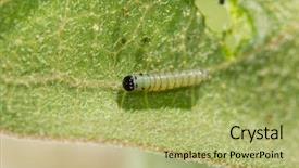  Presentation with caterpillar - Beautiful theme featuring small first instar monarch caterpillar backdrop and a yellow colored foreground