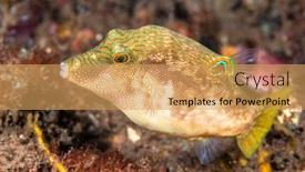  Presentation with fingerprint - PPT layouts with small-fish-called-fingerprint-toby background and a yellow colored foreground