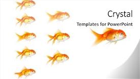  Presentation with moving business - Presentation with small fish following the leader background and a white colored foreground