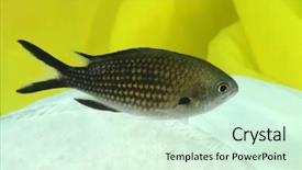  Presentation with fish - Amazing PPT theme having small-fish-in-front backdrop and a soft green colored foreground