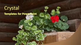  Presentation with urban - Slide deck having small-flower-on-an-urban background and a  colored foreground