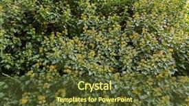  Presentation with hedera helix - Presentation design consisting of small flowers of english ivy background and a tawny brown colored foreground