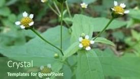  Presentation with plant - Slides consisting of small-flowers-of-the-wild background and a ocean colored foreground
