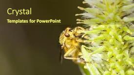  Presentation with fly - Amazing presentation theme having small-fly-is-sitting backdrop and a tawny brown colored foreground