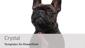  Presentation with pink white - Slide deck having small-french-bulldog-dog-looking background and a light gray colored foreground