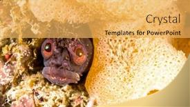  Presentation with fish - Slide set consisting of small-fringehead-blenny-fish-peeks background and a yellow colored foreground
