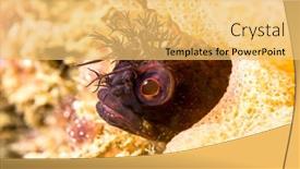  Presentation with fish - Beautiful slide deck featuring small-fringehead-blenny-fish-peeks backdrop and a yellow colored foreground