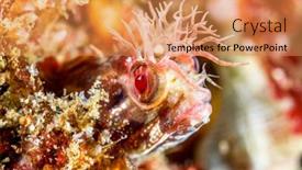  Presentation with fish - Audience pleasing slides consisting of small-fringehead-blenny-fish-peeks backdrop and a coral colored foreground