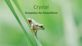  Presentation with frog - 