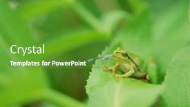  Presentation with frog - 