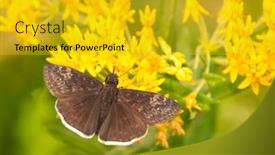  Presentation with butterfly - Beautiful PPT theme featuring small-funereal-duskywing-butterfly backdrop and a gold colored foreground