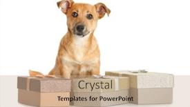  Presentation with boxes - Amazing presentation design having small-funny-cute-dog backdrop and a coral colored foreground