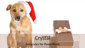  Presentation with dog baby cute child - Slide set with small-funny-cute-dog background and a coral colored foreground